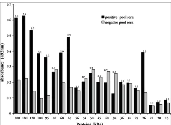 Figure 2 - ELISA absorbance values assayed for IgG antibodies using  semi-purified proteins from scolices of Taenia solium cysticerci, negative  and positive serum pools for neurocysticercosis diluted at 1:80