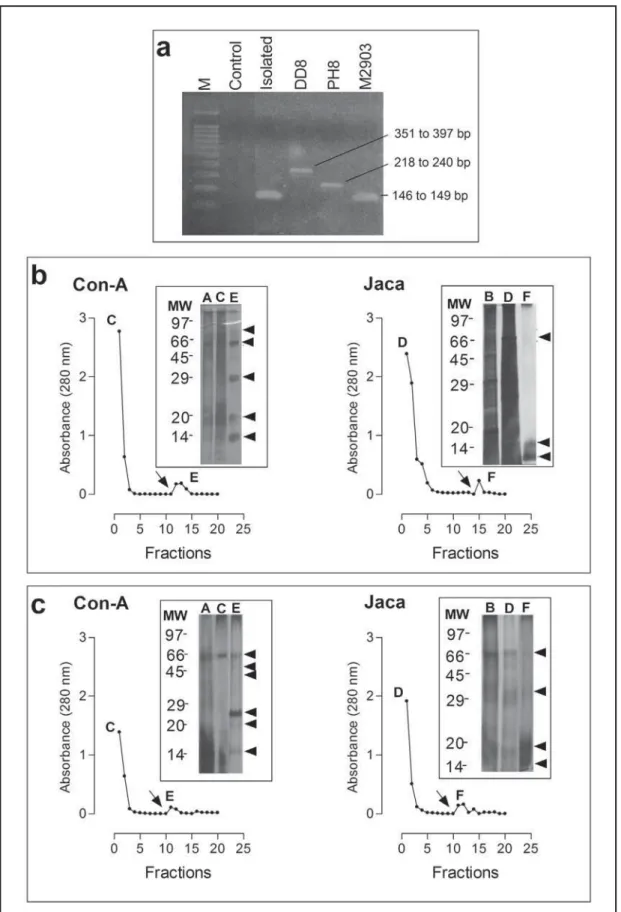 Figure 1 - a. Multiplex PCR analysis in 1.5% agarose gel. “M” – 100 bp molecular size marker; Control – negative control; Isolated  – strain  isolated from patient (HC-UFU)