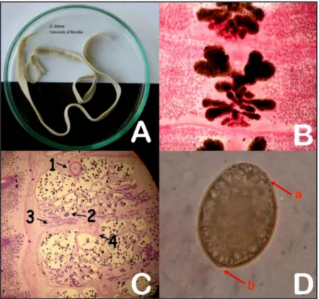 Figure 1 - A: adult worm. B: typical rosette-shaped uterus. C: histological section showing:  