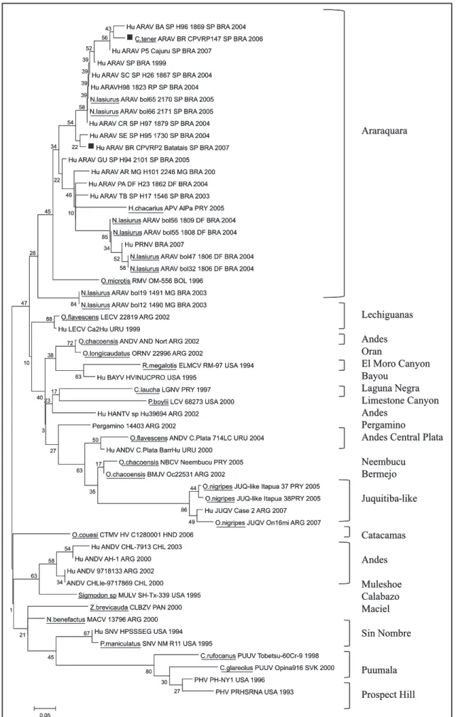 FIGURE 1 - Neighbor-joining phylogenetic tree from 151 nucleotide sequences of the hantavirus N gene from GenBank American  hantavirus