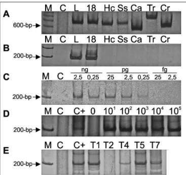 TABLE 1 - Detection of  P.  brasiliensis  in lung tissue of mice 16 hours ater  inoculation of the fungus