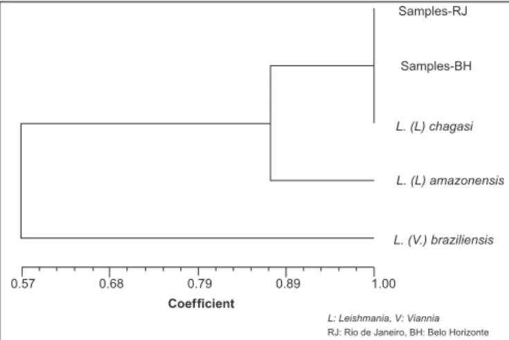 FIGURE  1  -  MLEE  dendrogram  showing  the  similarity  among  the  canine   samples obtained from two areas endemic for visceral leishmaniasis and the  Leishmania chagasi reference strain