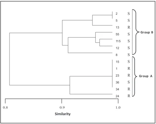 FIGURE 4 - Dendrogram of 13 luconazole-resistant  Candida albicans  isolates (1, 13, 23, 24, and 34) and  luconazole-susceptible isolates (2, 5, 8, 12, 15, 36, 55, and 115) obtained by ampliication using primer RSD6.