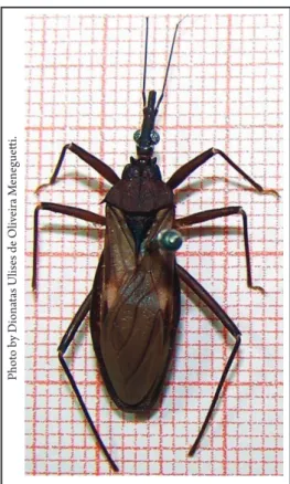 FIgURE 1 - Eratyrus  mucronatus species found in the  municipality of Ouro Preto do Oeste, State of Rondonia,  Brazil