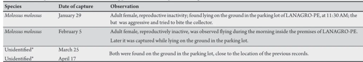 TABLE 1 - Description of insectivorous bats testing positive for rabies captured during 2009 in Recife, State of Pernambuco .