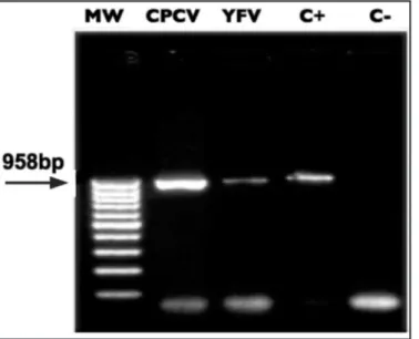 FIGURE 2 - Image of a 2% agarose gel  stained with ethidium bromide showing the  NS5 and 3’NCR amplicons using universal primers for Flavivirus, FLAV1/FLAV2
