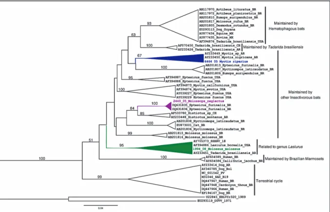 FIGURE 1 - Phylogenetic tree based on partial sequencing (289nt) of the carboxyl-terminal portion of the nucleoprotein gene between positions 1157  to 1445nt, constructed using the Neighbor-Joining method (NJ) with Kimura MEGA