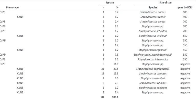 TABLE 2 - Phenotype and genotype analysis of coagulase in Staphylococcus spp. isolates from morcilla.