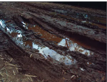 FIGuRe 1 - Appearance of the temporary breeding site in which the immature  forms of Coquilletidia venezuelensis were found.