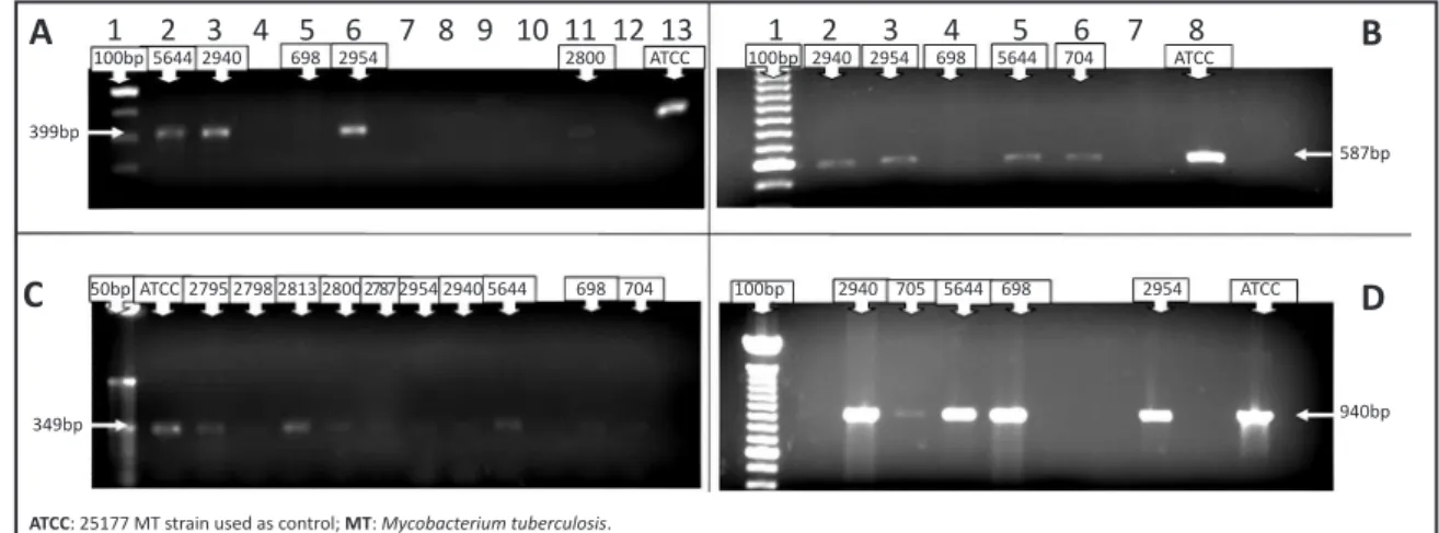 FIGURE 1 - Polymerase chain reaction ampliication of hotspot mutation regions of the genes embB (A), ahpC (B), rpoB (C), and pncA  (D), from samples with a positive result for MT diagnosis, either by culture, IS6110 PCR, or bacilloscopy