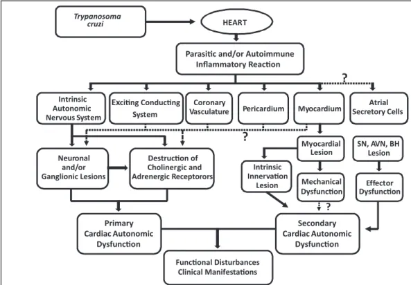 FIGURE 1 - Trypanosoma cruzi may afect, in combination or exclusively, all of the structures of the heart by means of toxicity or  inlammatory efects, resulting in lesions that afect both the intrinsic autonomic innervation, the exciting-conducting system 