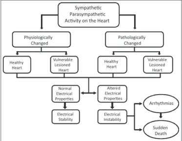 FIGURE  3  -  Potential  pathophysiological  pathways  of  autonomic  arrhythmogenesis