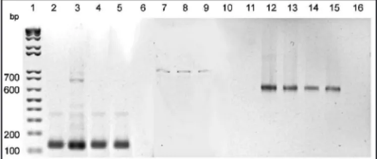 TABLE 1 - Indices of positivity obtained for the PCR-based techniques applied  on biological samples from ACL suspected and conirmed patients.