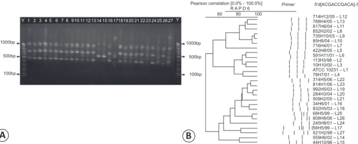 FIGURE 2 - (A) Agarose  gel electrophoresis (1.8%)  following  random ampliﬁ cation of polymorphic DNA -polymerase chain reaction (RAPD-PCR)  using the  primer 5’d [ACGACCGACA] - 3 ‘indicated different genetic patterns for the Candida parapsilosis isolates