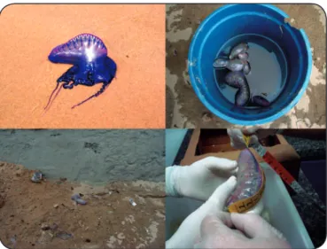 FIGURE 2 - Time of day that contact with Portuguese man-of-war occurred (data  provided by patients)