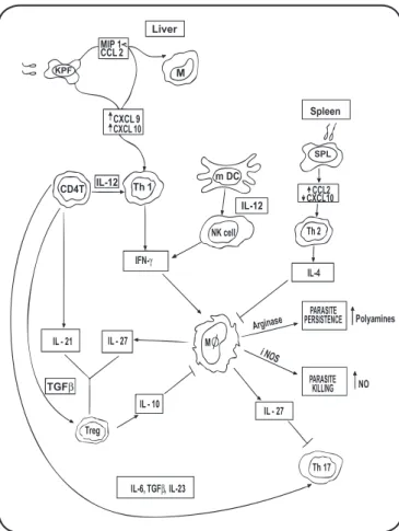 FIGURE 1 - Interaction of different components of innate and adaptive immune systems  and their possible role in parasite persistence/clearance