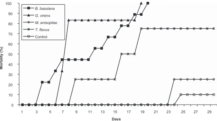 FIGURE 2 - Cumulative mortality of Triatoma dimidiata adults topically inoculated with fungal suspensions containing 10 8  conidia/ml  of B