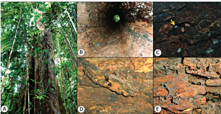 FIGURE 1 - Characteristics of the natural ecotope of Eratyrus mucronatus. A: Colony tree with a height of 30 meters and a diameter  of eight meters; the entrance to the hollow tree was approximately three meters high and 60 centimeters wide