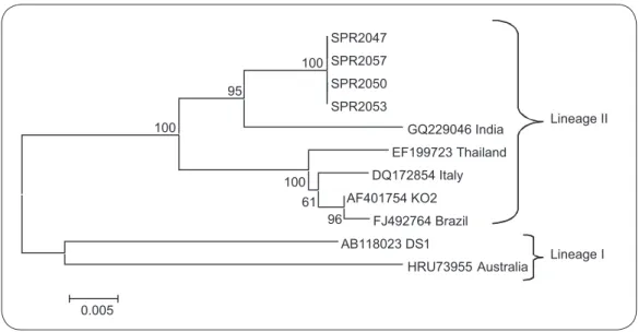 FIGURE 1 - Dendrogram of the VP7 gene nucleotide sequences of human rotavirus G2 strains (SP R2047, SP R2057, SP R2050, and SP R2053) from Guarujá, São Paulo, Brazil