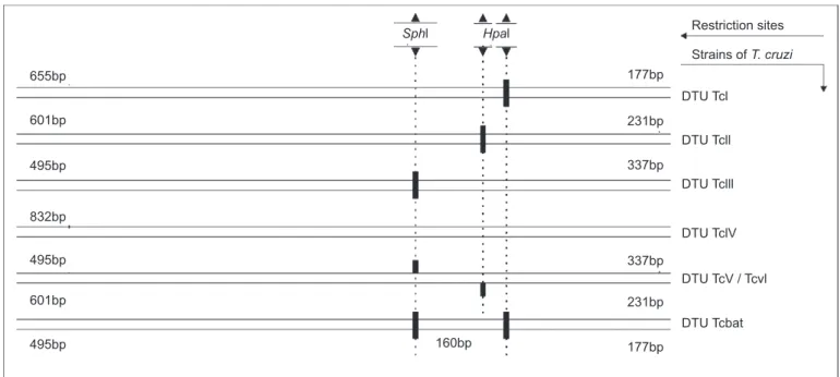 FIGURE 1 - Marker lineage using the TcSC5D gene. Simpliﬁ ed schematic representation of the TcSC5D amplicon and the polymorphic  restriction  sites  HpaI/SphI,  showing  the  presence/absence  of  T