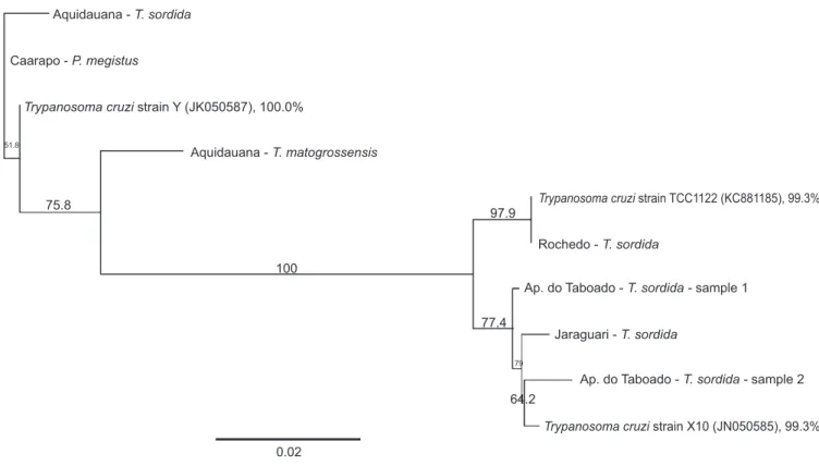 FIGURE 3 - Partial sequence of the TcSC5d gene. Phylogenetic position of the samples of different genotypes in relation to other DTUs of  Trypanosoma cruzi 
