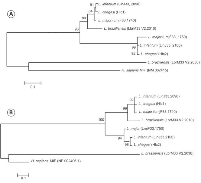 FIGURE 1 - Neighbor-joining phylogenetic tree for the MIF orthologues sequences.  The phylogenetic trees were  constructed using the sequences of nucleotides (A) and amino acids (B) of the MIF1 (HLc1), MIF2 (HLc2), Lin33.2090,  Lin33.2100, Lmj1740, Lmj1750