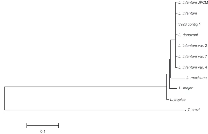 FIGURE  2 - The maximum likelihood phylogenetic tree with the Kimura 2-parameter model for the NAGT sequences