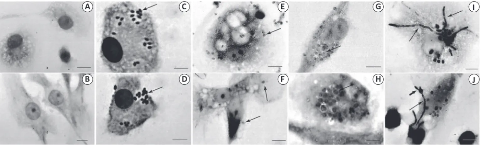 FIGURE 1 - Percentages of CD14- and CD209-expressing cells  among macrophages and dendritic cells differentiated from  monocytes isolated from buffy coat samples of eight healthy  donors