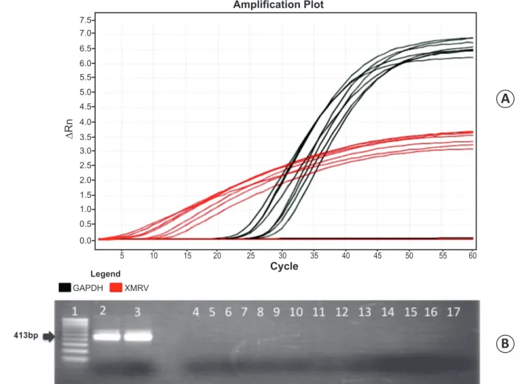 FIGURE 1 - A: Dose-dependent qPCR detection of the XMRV plasmid control (red) at concentrations of 333.6, 83.4, 20.8, 5.2, 1.3,  0.33, and 0.08ng/uL and qPCR detection of the GADPH gene (black)