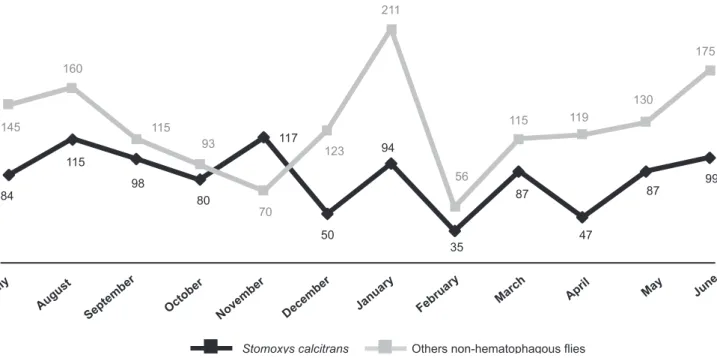FIGURE 1 - Number of Stomoxys calcitrans and other non hematophagous ﬂ ies captured during the trapping period.