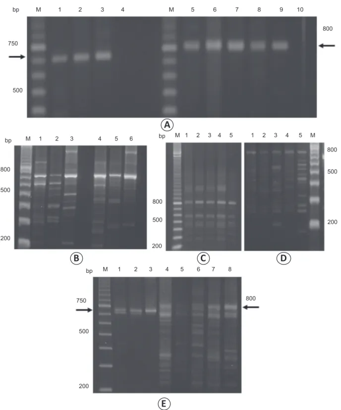 FIGURE 1 - A: Speciﬁ c PCR products in 1.5% agarose gel: line M: DNA ladder, 100bp; primers B1/B2: line 1: dog A43, cutaneous lesion; line 2: dog A63, cutaneous  lesion; line 3: Leishmania (Viannia) braziliensis reference strain; lines 4 and 10: negative c