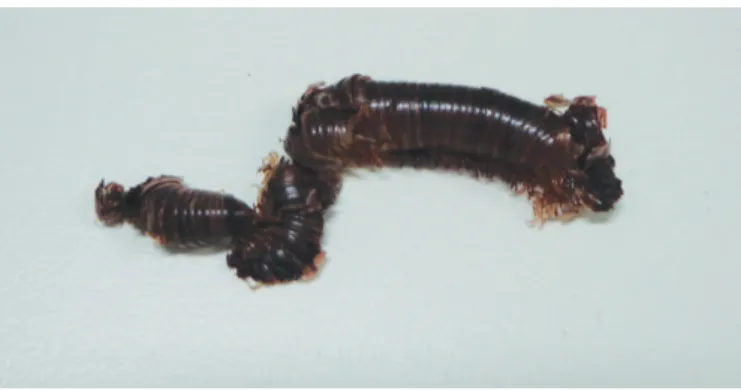 FIGURE 3 - Erythematous blackened lesions on the left toes with a necrotic  aspect on the second toe.