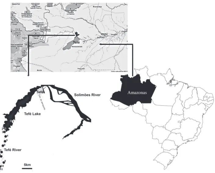 FIGURE 1 - Location of the riverine communities along the Tefé River, municipality of Tefé, State of Amazonas, Brazil
