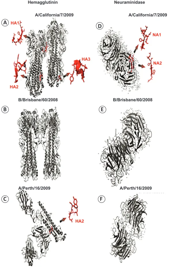 FIGURE 3 - Crystal structure images of HA and NA indicating the location of the peptides used in this study