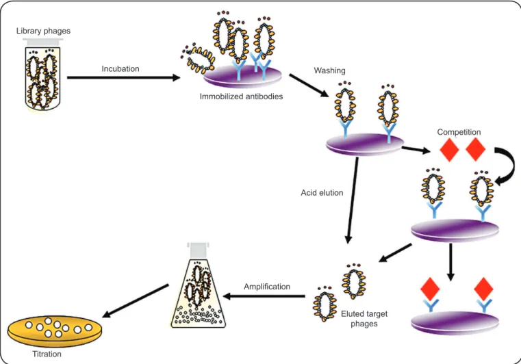 FIGURE  1  -  Biopanning  cycles  in  phage  display-based  antigen  selection.  Phage  particles  displaying  antigens  with  high  afﬁ nity  to the immobilized target molecule can be recovered using different elution protocols, including acid elution (gl