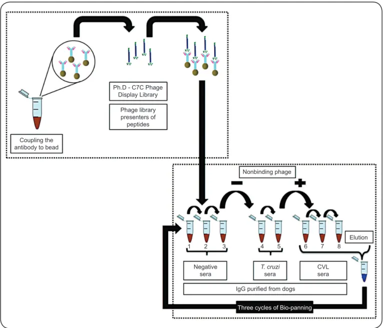FIGURE  2  -  Schematic  representation  of  subtractive  selection  process  in  phage  display