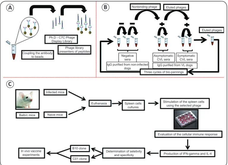 FIGURE 3 - Phage display technology applied to the selection of candidate antigens for the development of  Leishmania infantum  vaccine