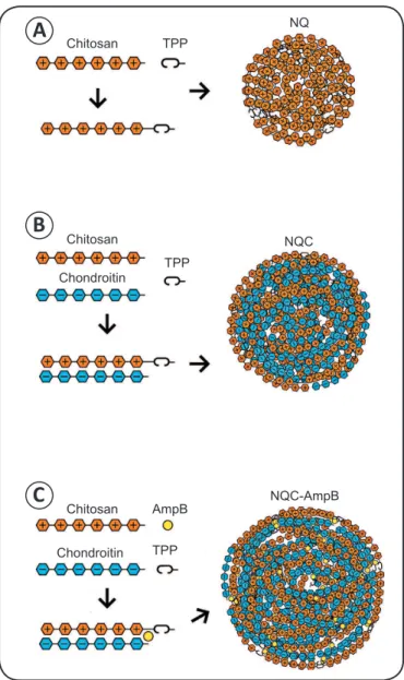 FIGURE 3 - Preparation of NQC-AmpB nanoparticles.  The  diagram shows models of the engineered nanoparticles, namely  (A) NQ, (B) NQC, and (C) NQC-AmpB nanoparticles