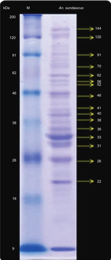 FIGURE 3 - Western blotting using Anopheles sundaicus salivary  gland proteins detected with human sera from individuals  living in a malaria-endemic area