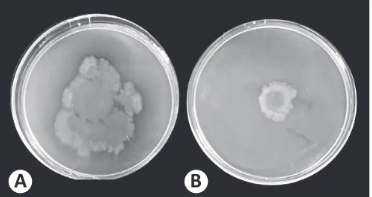 FIGURE 1 -  Swarming inhibition of Pseudomonas aeruginosa  PAO1 by Chamaemelum nobile extract