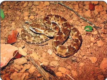 FIGURE 1. Snake: Bothrops erythromelas, popularly known as Caatinga  lancehead, jararaca-da-seca, or jararaca malha de cascavel