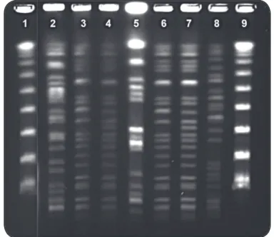 FIGURE  1  -  Dendrogram  from  computer  analysis  of  pulsed- pulsed-ﬁ eld  gel  electrophoresis  propulsed-ﬁ les  of  41  ceftazidime-resistant  Pseudomonas aeruginosa   clinical  isolates  from  State  of  Sergipe  and two SPM-1-positive control strain