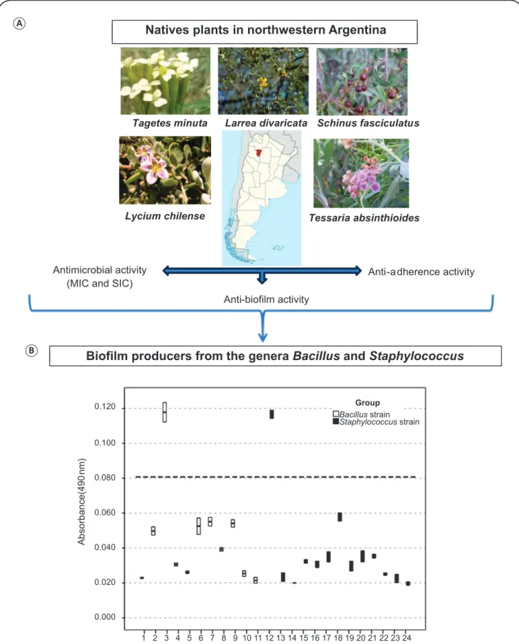 FIGURE 1. (A): Anti-microbial and anti-bioﬁ lm activity of medicinal plants from Northwestern Argentina against native isolates from the genera Bacillus and  Staphylococcus