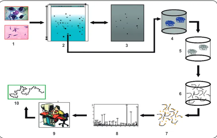 FIGURE 1. Experimental workﬂ ow for accurate identiﬁ cation of antigenic proteins using bi-dimensional (2-DE) immunoblotting assays