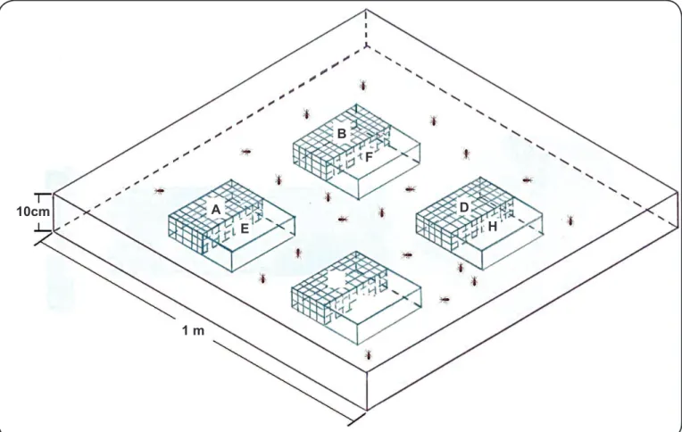 FIGURE 1. Experimental arena with shelters. Shelters A to D: housed insects continually enclosed at a constant temperature