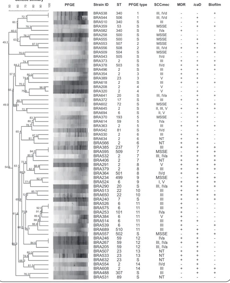 FIGURE 1 - Dendrogram of the PFGE proiles and main characteristics of the 62  Staphylococcus epidermidis  isolates from Southern Brazil