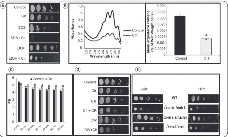 FIGURE 2. Effect of citronellal on cell membrane, cell wall, and calcineurin signaling