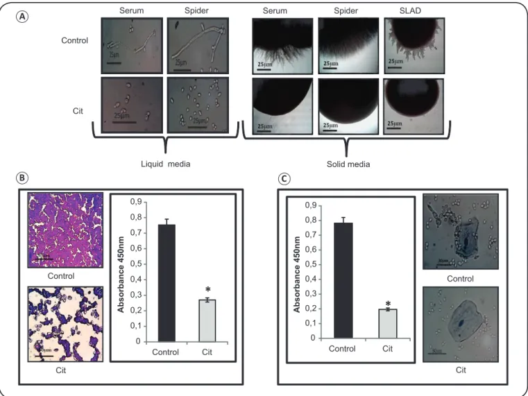 FIGURE 4. Effect of citronellal on the virulence traits of C. albicans. (A) The left panel shows hyphal morphogenesis in liquid hyphal-inducing media (YEPD  containing either 10% horse serum or spider medium) in the absence (control) and presence of Cit (2