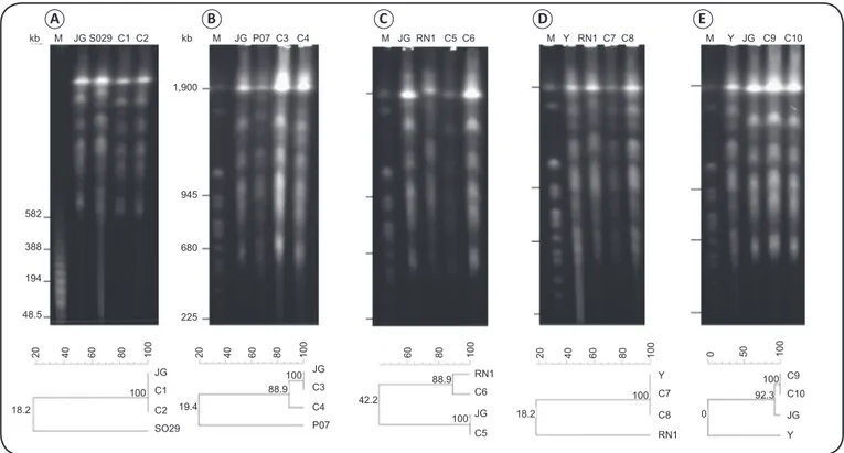 FIGURE 2 - Ethidium bromide-stained 1% agarose gels showing Trypanosoma cruzi and Trypanosoma rangeli chromosomes separated by PFGE