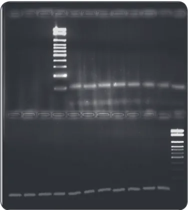 FIGURE 3 - Agarose gel electrophoresis of all the 18 ampliied products  obtained from the validation assay with primers Tc189Fw2 and Tc189Rv3